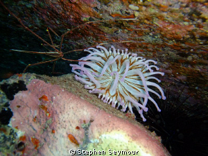 Anemone by Stephen Seymour 